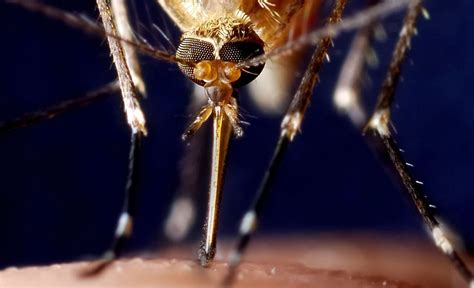 More West Nile Virus Infected Mosquitoes Found In Central Pa