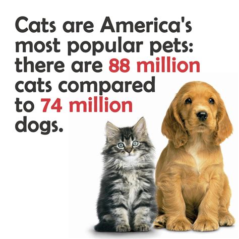 Facts About Dogs And Cats Cat Meme Stock Pictures And Photos