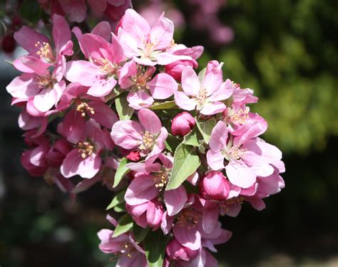 Sophia Moms Diary Flowering Crabapple Tree Ontario Flowering