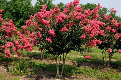 Hybrid plum collectionsold outnoplums 383 fedco's choice of seven different trees, including at least two pollinators, one of which will be an american plum. TUSKEGEE (25' Watermelon Red) | Botanical gardens near me ...