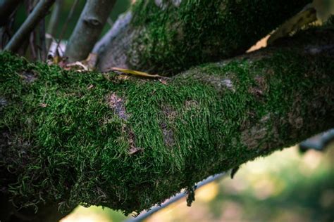 A Tree Branch Is Covered In Bright Green Moss Stock Image Image Of