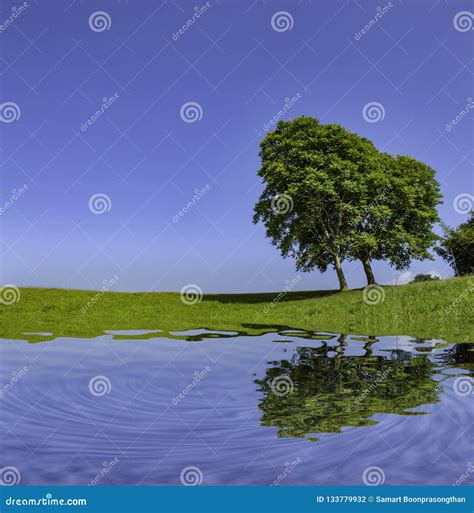 The Reflection Of Trees And Grass In The Water On The Bright Sky Stock
