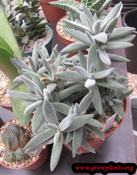 Crassula Mesembryanthemoides How To Grow And Care