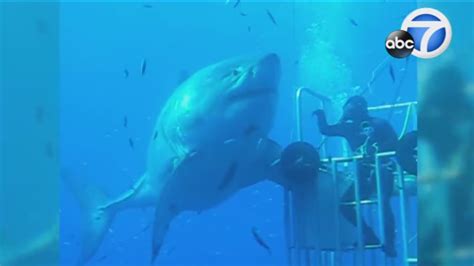 Deep Blue Worlds Largest Shark Recorded Off Coast Of Mexico Abc7