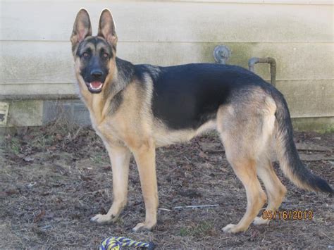 Is My Gsd A Good Representative Of The Breed German Shepherd Dog Forums