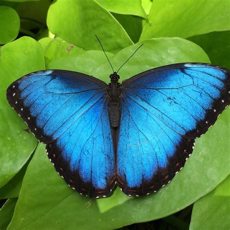 My Tour Guide Said If I Snap A Photo Of A Blue Butterfly It Would Bring