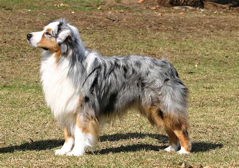 The australian shepherd is not really an australian breed, but came to america by way of american shepherds naturally dubbed these dogs australian shepherds because that was their. Australian Shepherd | Native Breed.org