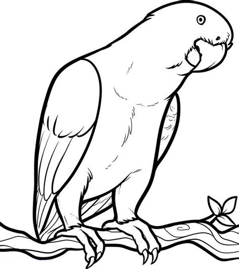 Parrot Looking For Food Coloring Page Parrot Looking For