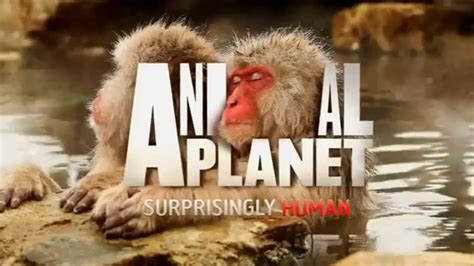 Animal Planet Hd Uk Continuity 13 10 2014 King Of Tv Sat Youtube