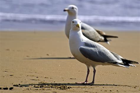 Seagull On The Beach Free Stock Photo Public Domain Pictures