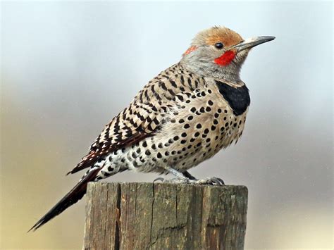 7 Species Of Woodpeckers In Ohio With Pictures Animal Hype