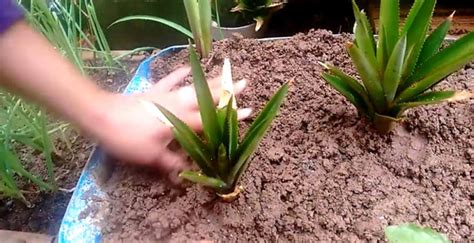 Como Plantar Piña Aprenda A Cultivar Su Propia Plantación Danruilo