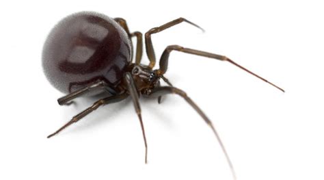 Brown Recluse Spider Horizons Pest Control Pest Control Service In