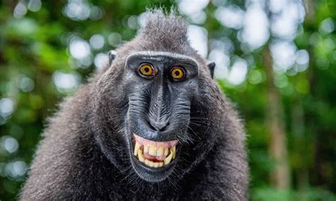 5 Incredible Videos Of Monkeys Laughing And Why They Do It A Z Animals