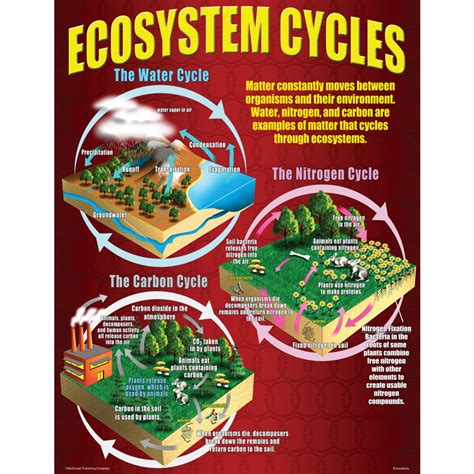 Ecosystems Poster Set Tcrp059 Teacher Created Resources