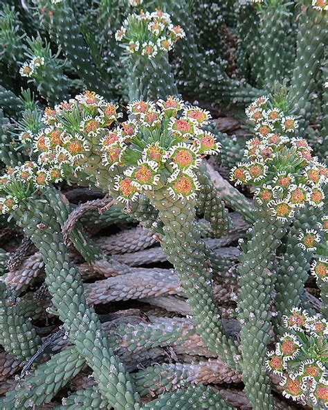 Euphorbia Caput Medusae Native To The Capetown Region Of S Flickr