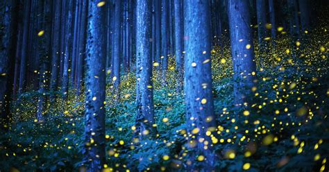 Dazzling Long Exposures Capture The Fireflies Of Japan Wired