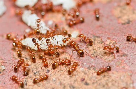 how to prevent an ant invasion