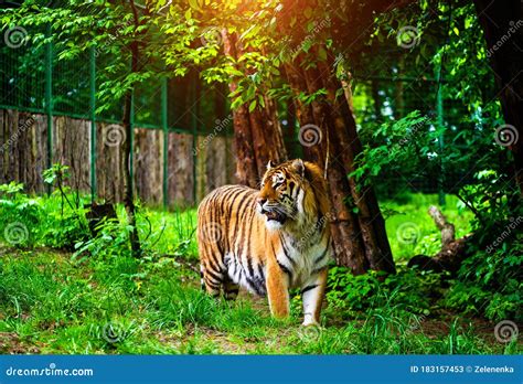 Beautiful Amur Tiger Portrait Dangerous Animal Stock Image Image Of