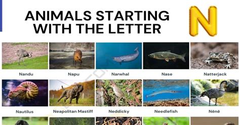 190 Animals That Start With N List Of Animals Beginning With N • 7esl