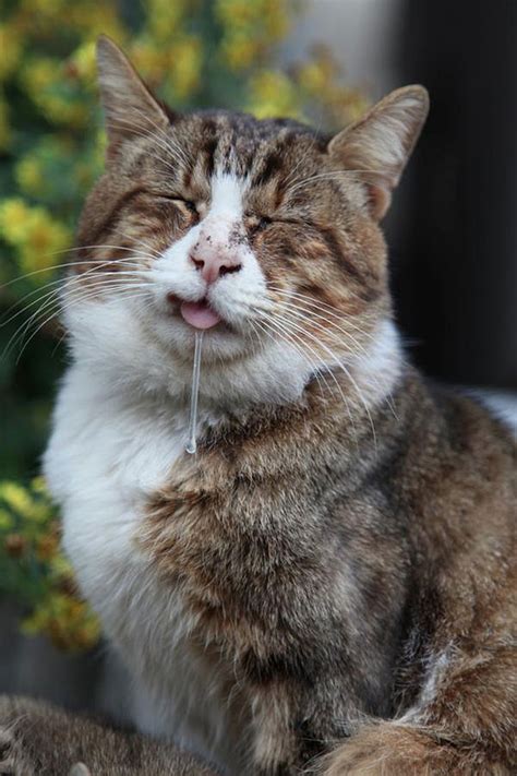 22 Hilariously Pictures Of Derpy Animals