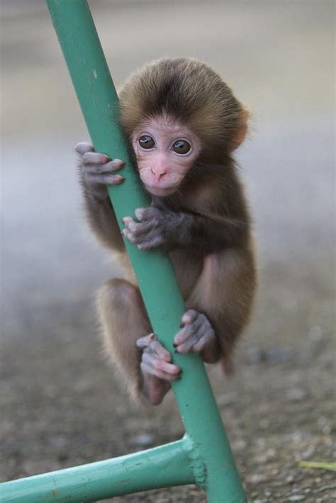 19 Best Images About Monkeying Around On Pinterest Discover Best Ideas About Baby Chimpanzee