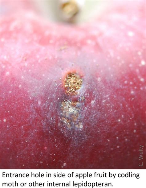 Apple Pests Vegetable And Fruit Insect Pest Management