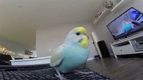 Funny Budgie Sees Herself On Television Lol Youtube