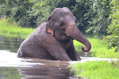 10best sneak peek tennessee s elephant sanctuary
