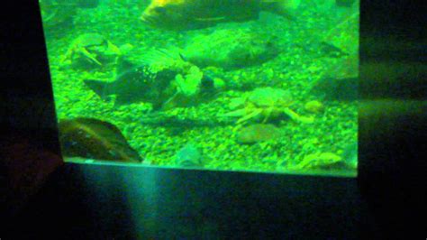 Undersea Gardens Victoria Youtube