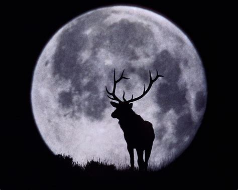 Deer Animal Antler Full Moon Night Shadow Silhouette Hd