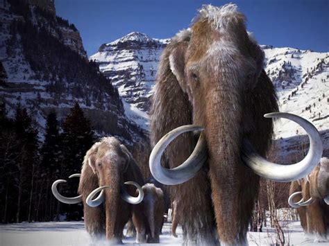 Woolly Mammoth Wooly Mammoth Prehistoric Animals Mammoth