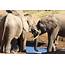 Addo Elephant Park & Eastern Cape Safaris