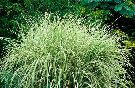 Best Ornamental Grasses For Privacy