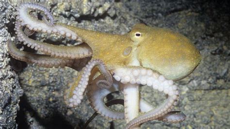 Bbc Earth Eight Reasons Why Octopuses Are The Geniuses Of The Ocean