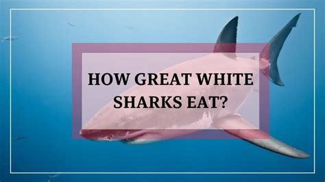 A Comprehensive Guide On Understanding How Great White Sharks Eat