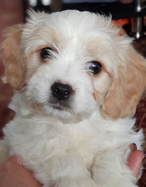 These dogs are affectionate, loving, and gentle and are also family oriented check the local adoption centers, rescue groups or even classified ads to see if any are up for adoption. STUNNING F1 Cavachon puppy for sale | Warrington, Cheshire ...