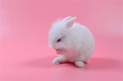 White Fluffy Bunny Sit On Pink Background Little Rabbit Stock Photo