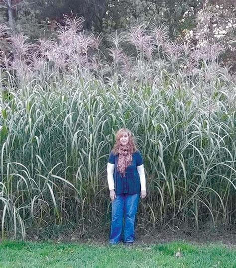 Growing Up To 14 Tall Miscanthus Giganteus Grass Works Well As A