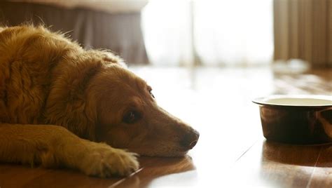 From the letters that we get, i understand that one of the side effects that people sometimes deal with when their dog has cancer is vomiting, this dogs with sick bellies. Stomach Ulcers In Dogs: Symptoms, Causes, & Treatments ...