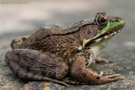 Green Frog Mountain Lake Biological Station Uva