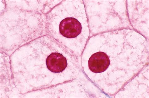 6 Cell Organelles Britannica