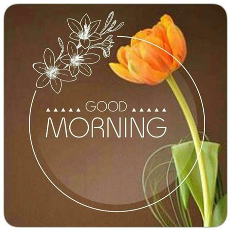 Orange Tulip Good Morning Image Morning Good Morning Good Morning
