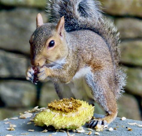 Grey Squirrel Eating Sunflower Seeds Stock Image Image Of Carolina
