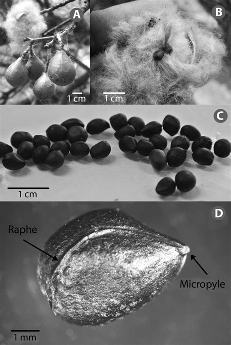 External Morphological Fruit And Seed Characteristics Of Eriotheca