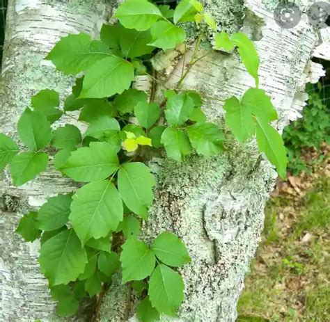 Boston Ivy Vs Poison Ivy [differences And Similarities] Plant Classroom