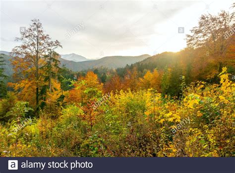 Colorful Autumn Forest Mountain Landscape Panorama Sunset Austria