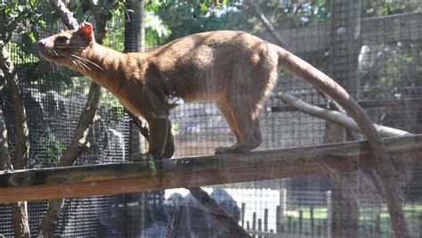 Naples Zoo The First To Have Fossa In The Southeast