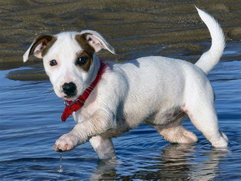 jack russell puppies pet adoption  sales