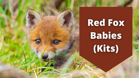 Red Fox Babies Kits Youtube